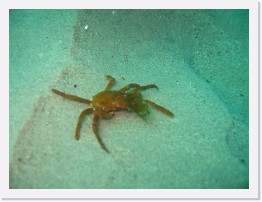 IMG_0530 * Northern Kelp Crab brandishing a piece of seaweed... or kelp? * 2048 x 1536 * (814KB)